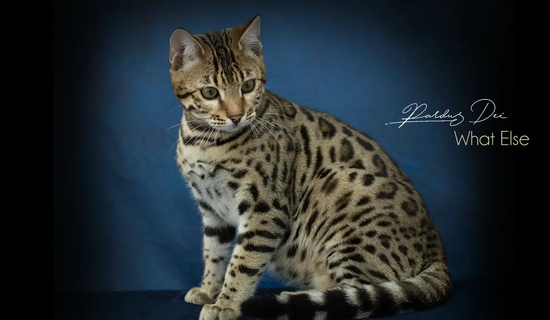 Chat Bengal